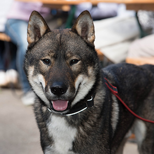 shikoku ken for sale