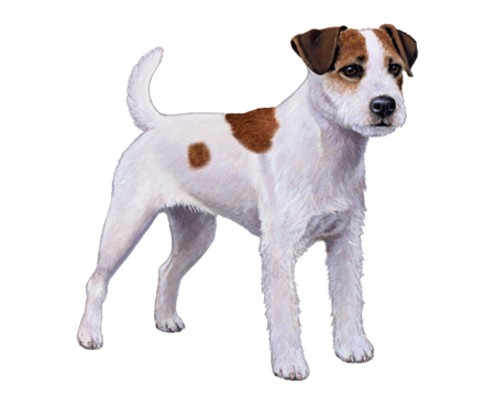 parson russell terrier black and white