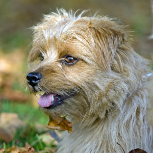 Norfolk Terrier Wisdom Panel German