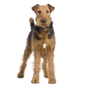 Airedale Terrier - carousel