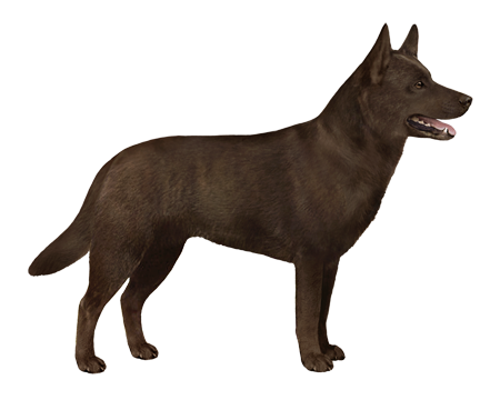 kelpie personality traits