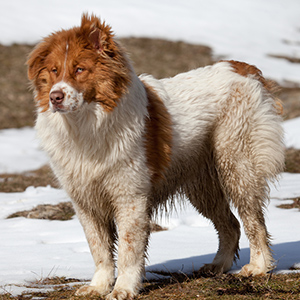 bulgarian shepherd dog