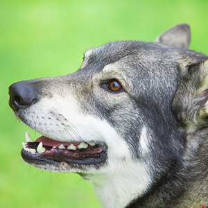 swedish white elkhound