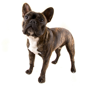 genetic testing french bulldog