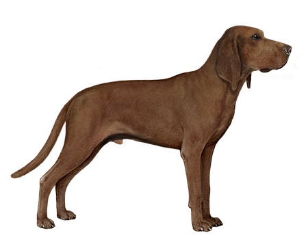 redbone coonhound dog