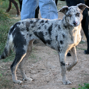 koolie dog breed info