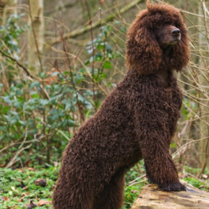 irish water spaniel water dog