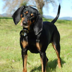 Coonhound (Black and Tan) - carousel