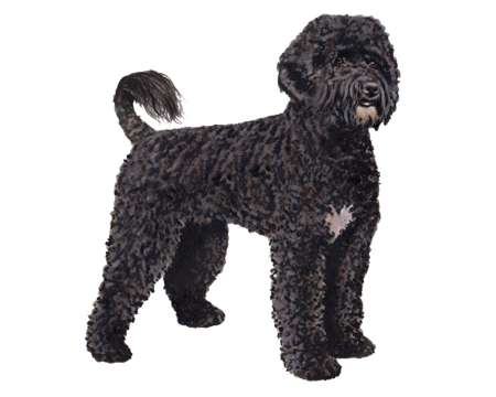facts about portuguese water dogs