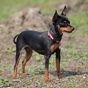 Prague Ratter Facts - Wisdom Panel™ Dog Breeds