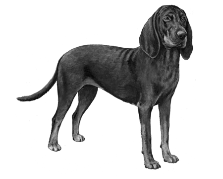 Black and Tan Coonhound - B&W