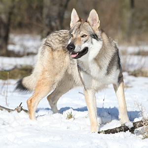 Czechoslovakian Wolfdog 5