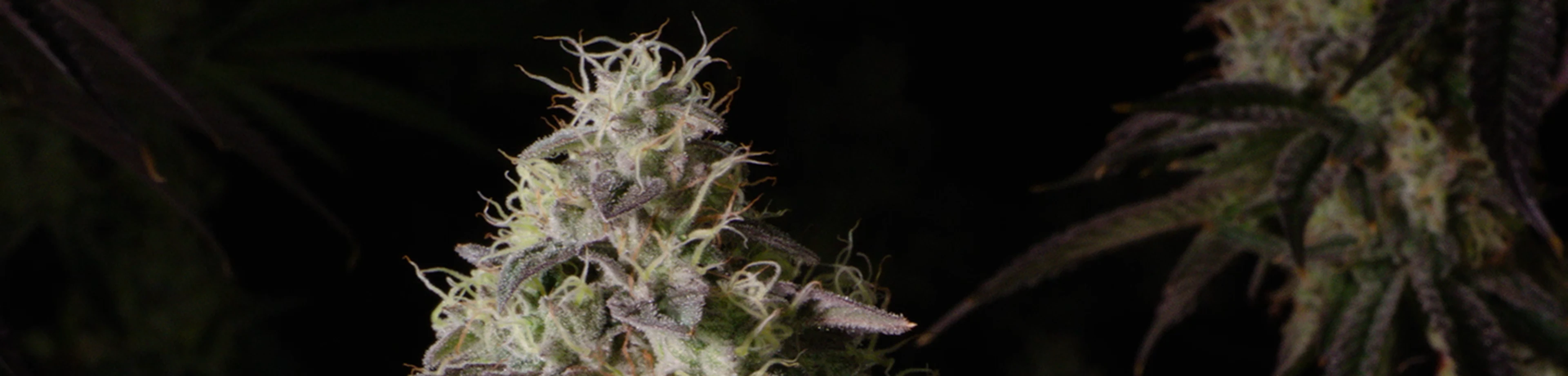 What is Kush Cannabis?