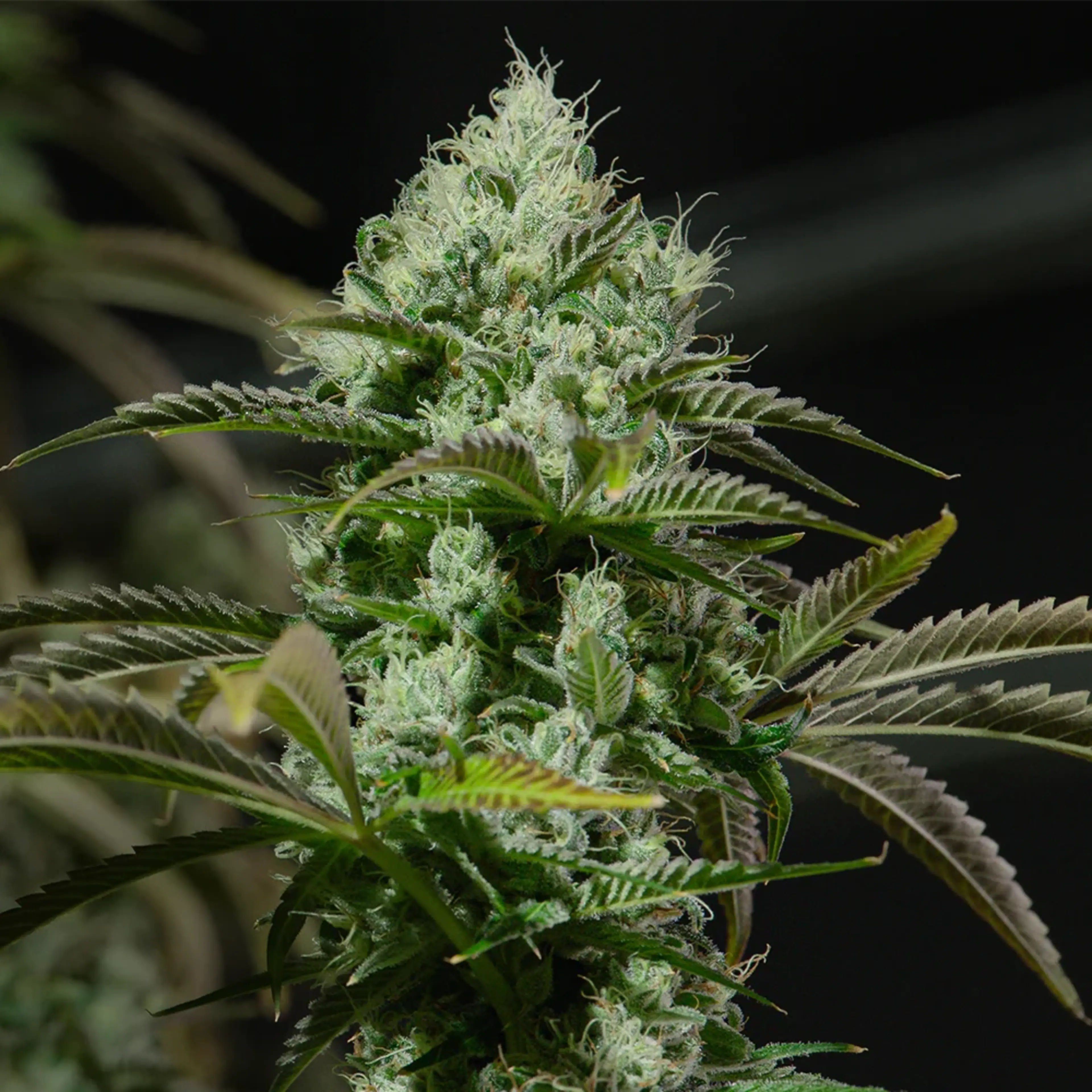 Rythm cannabis flower