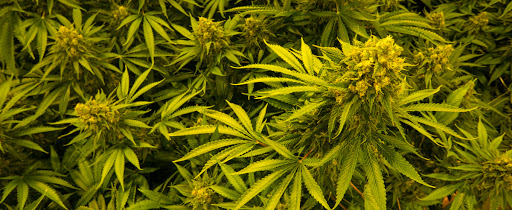 The Beginnings: Seed