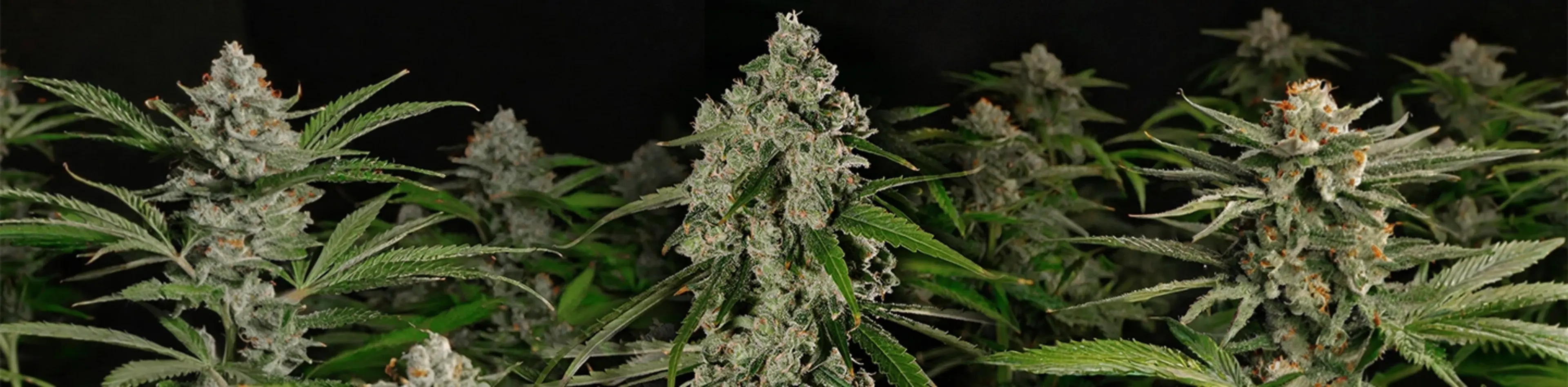 Premium cannabis flower