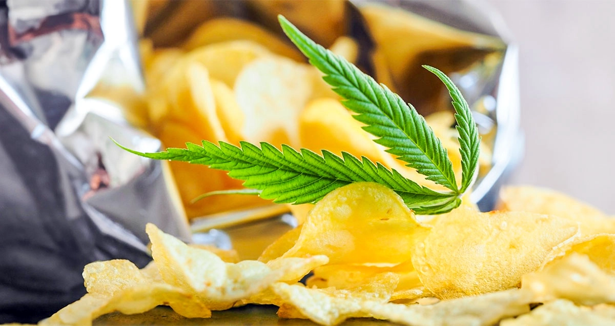 Tasting of Terpenes, the aromatic compounds found in cannabis