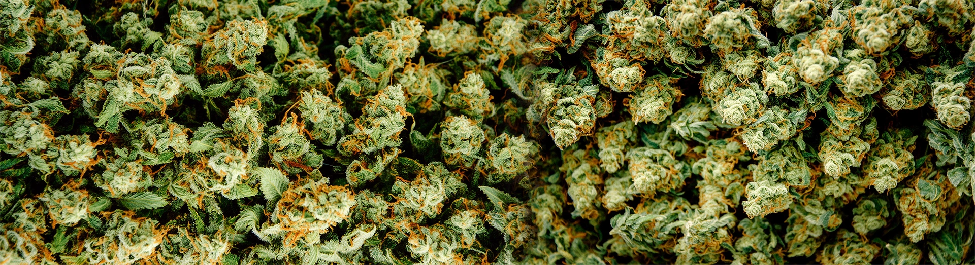 Meet your RISE Budtenders