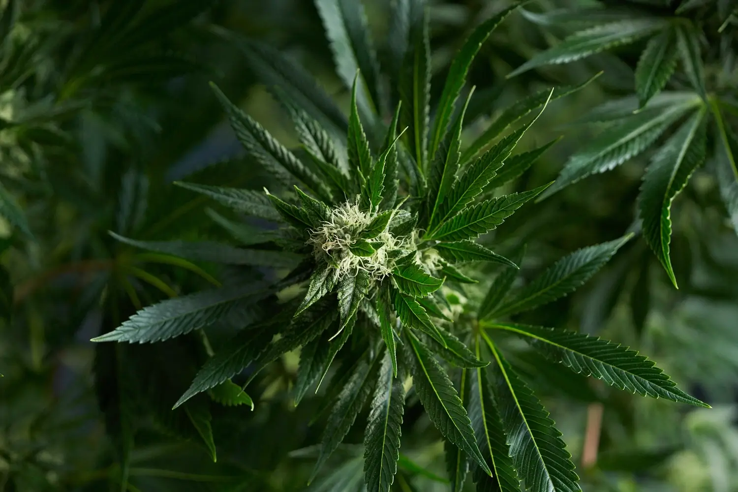 Marijuana Glossary: Cannabis Terminology & Lingo | RISE Dispensaries