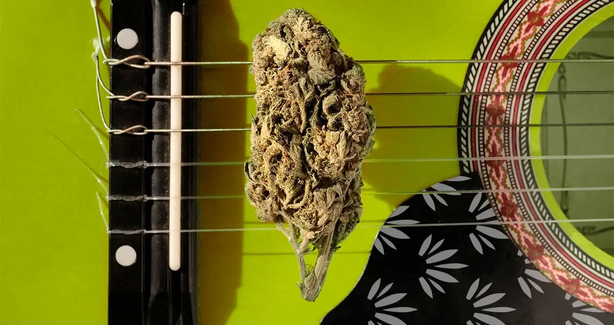 Cannabis Music flower