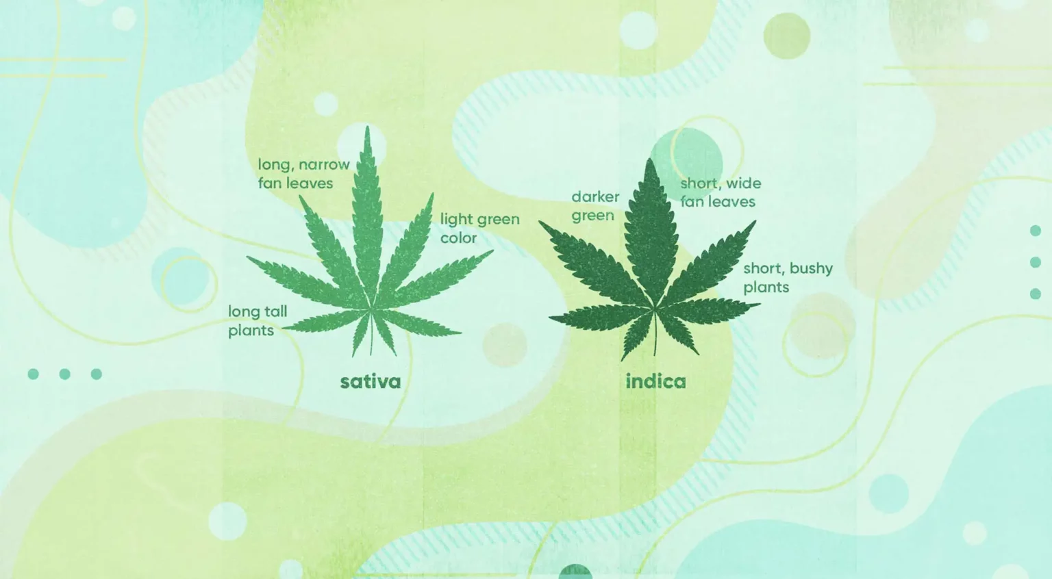 Sativa vs Indica