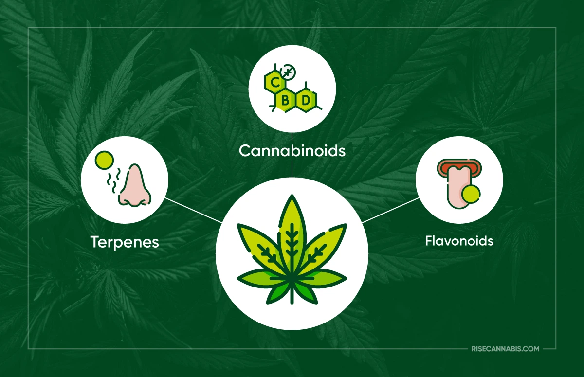 Major flavonoids in cannabis