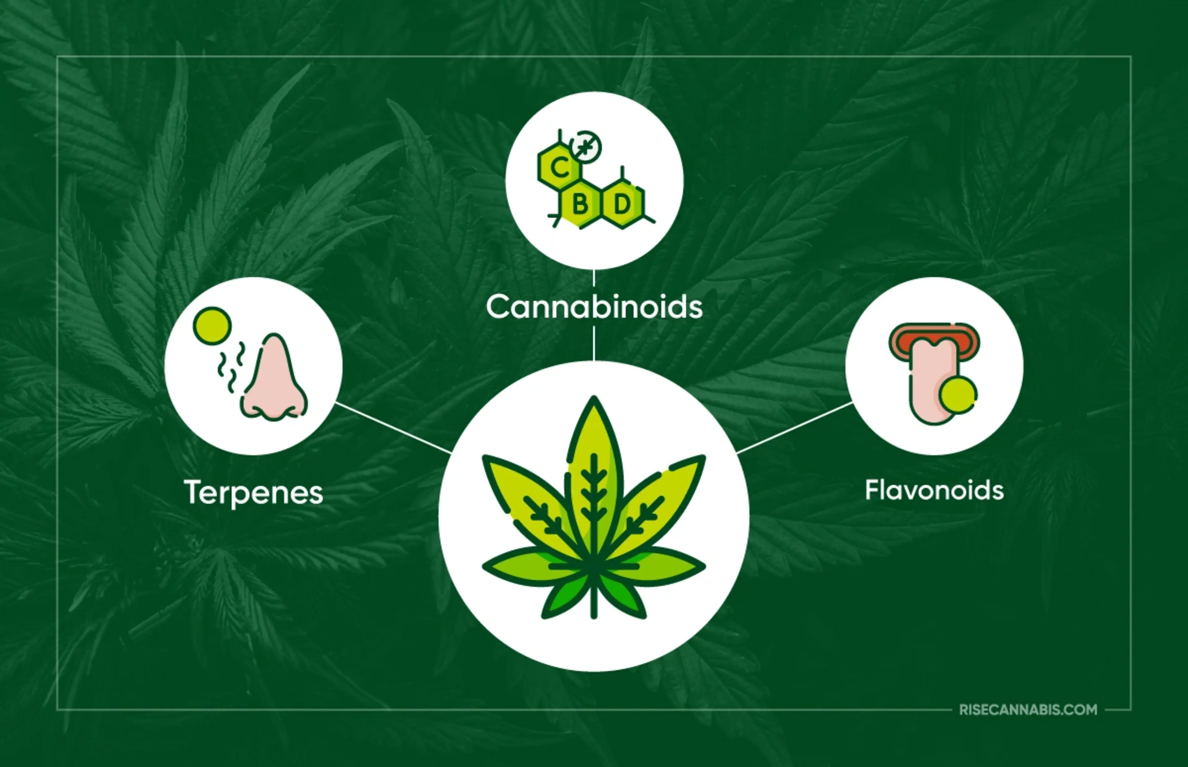 Major flavonoids in cannabis