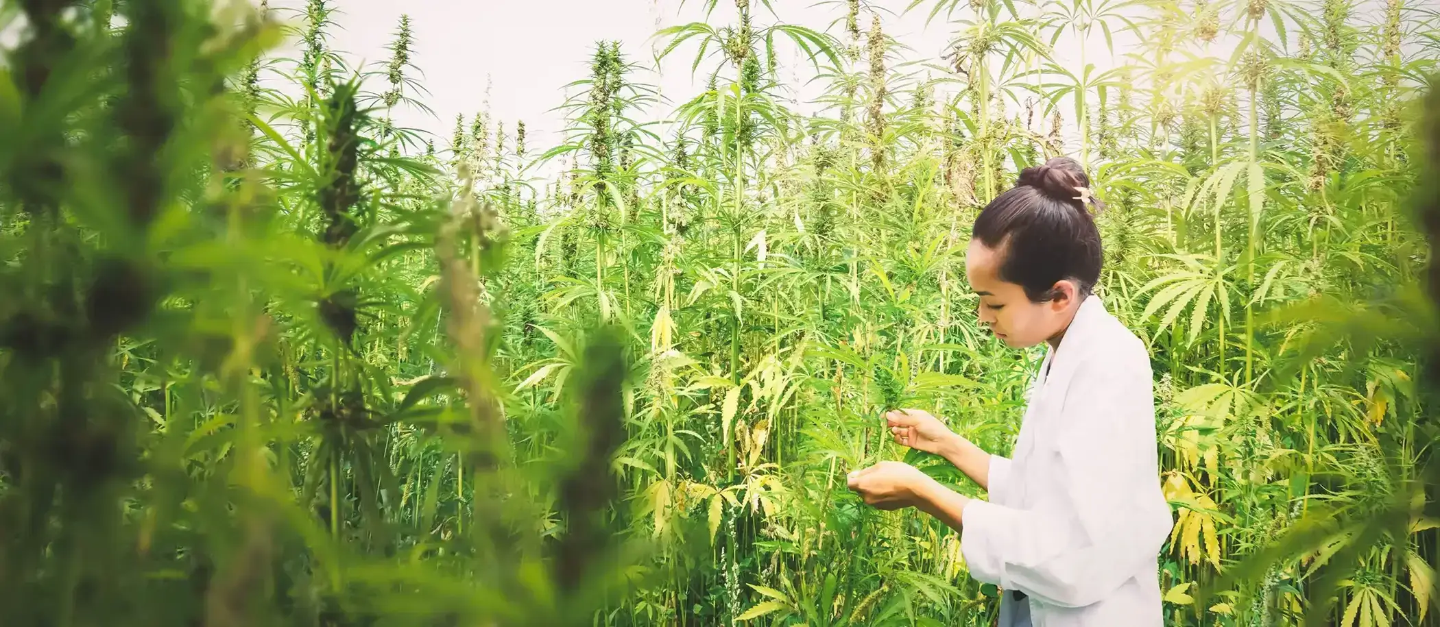 Benefits Of Cannabis What Are The Benefits Of Marijuana RISE