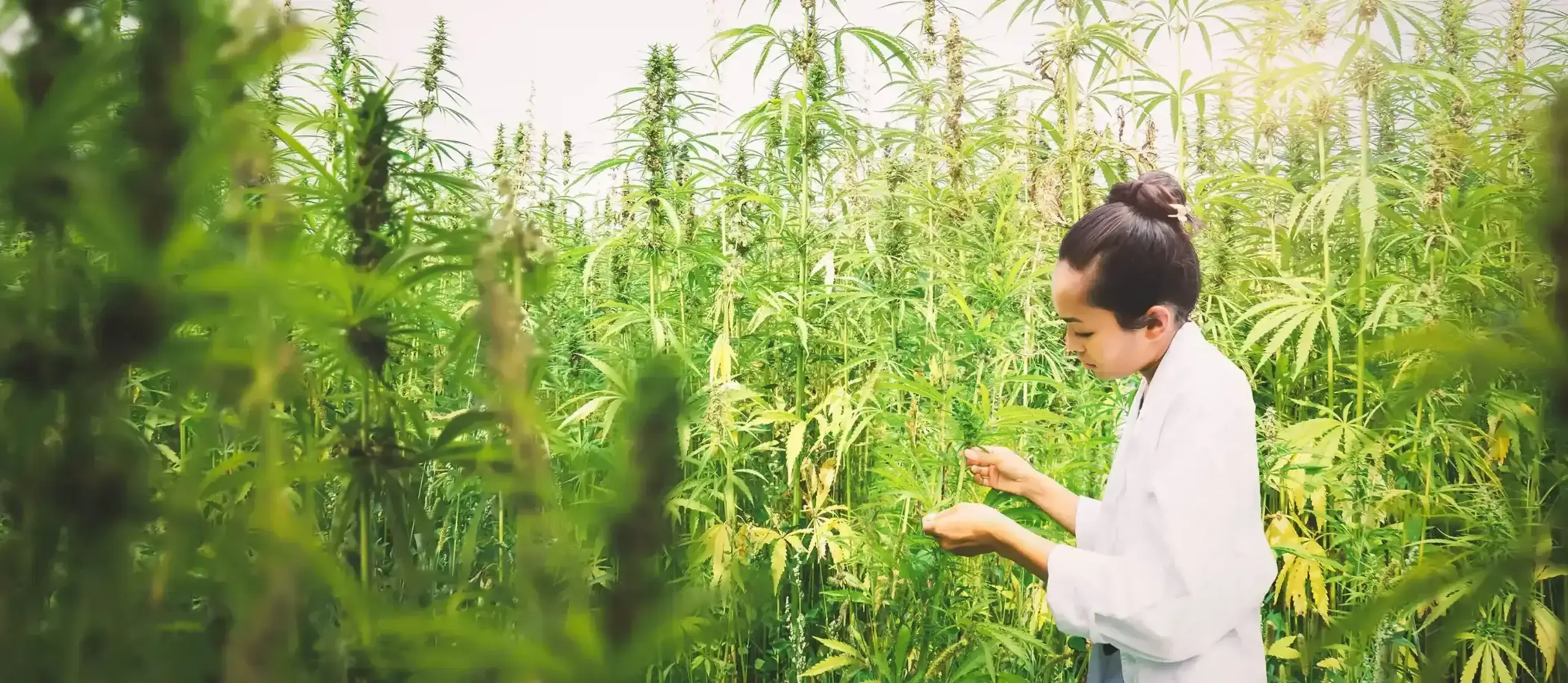 The Benefits of Cannabis