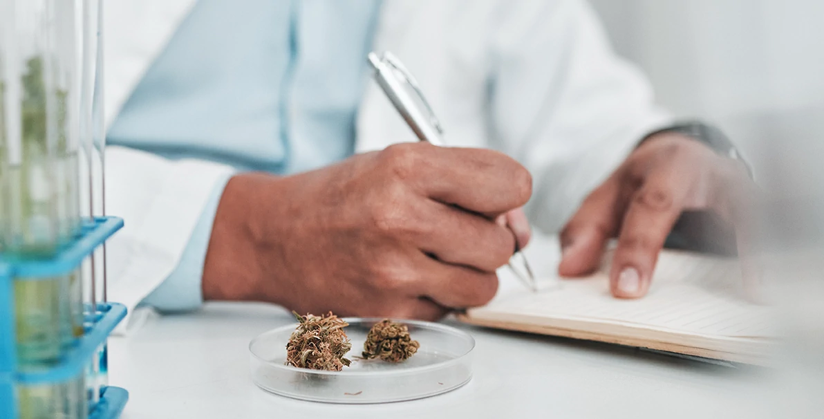 GTI-premium-cannabis