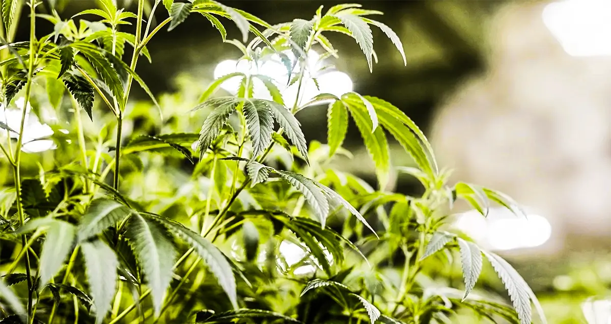 Science of cannabis cultivation