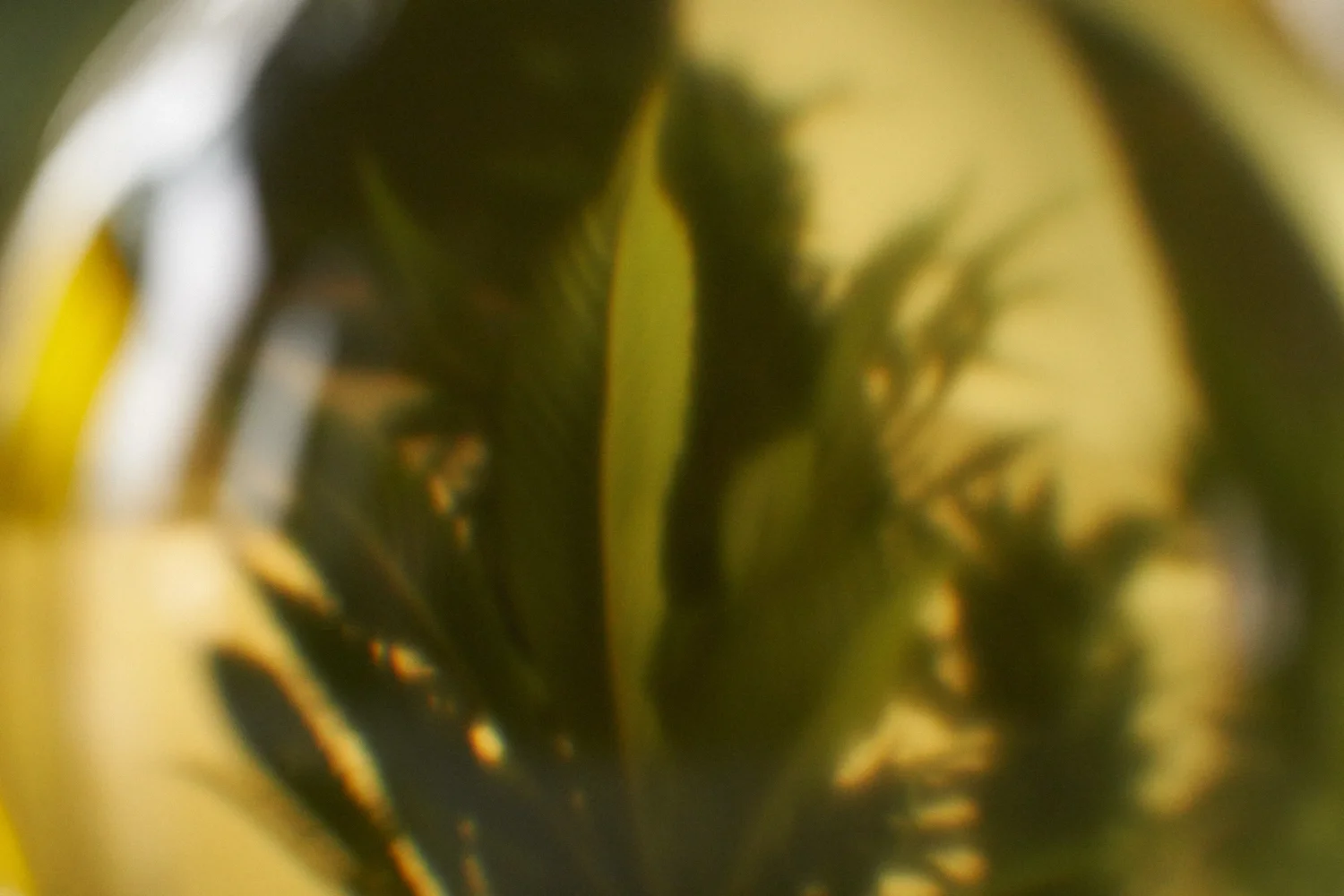 Rise Cannabis Olive Oil Gallery-3