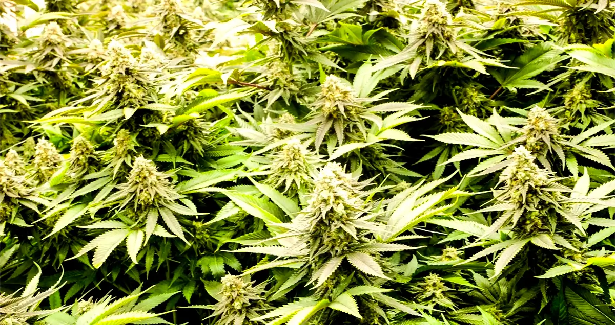 Cannabis cultivation