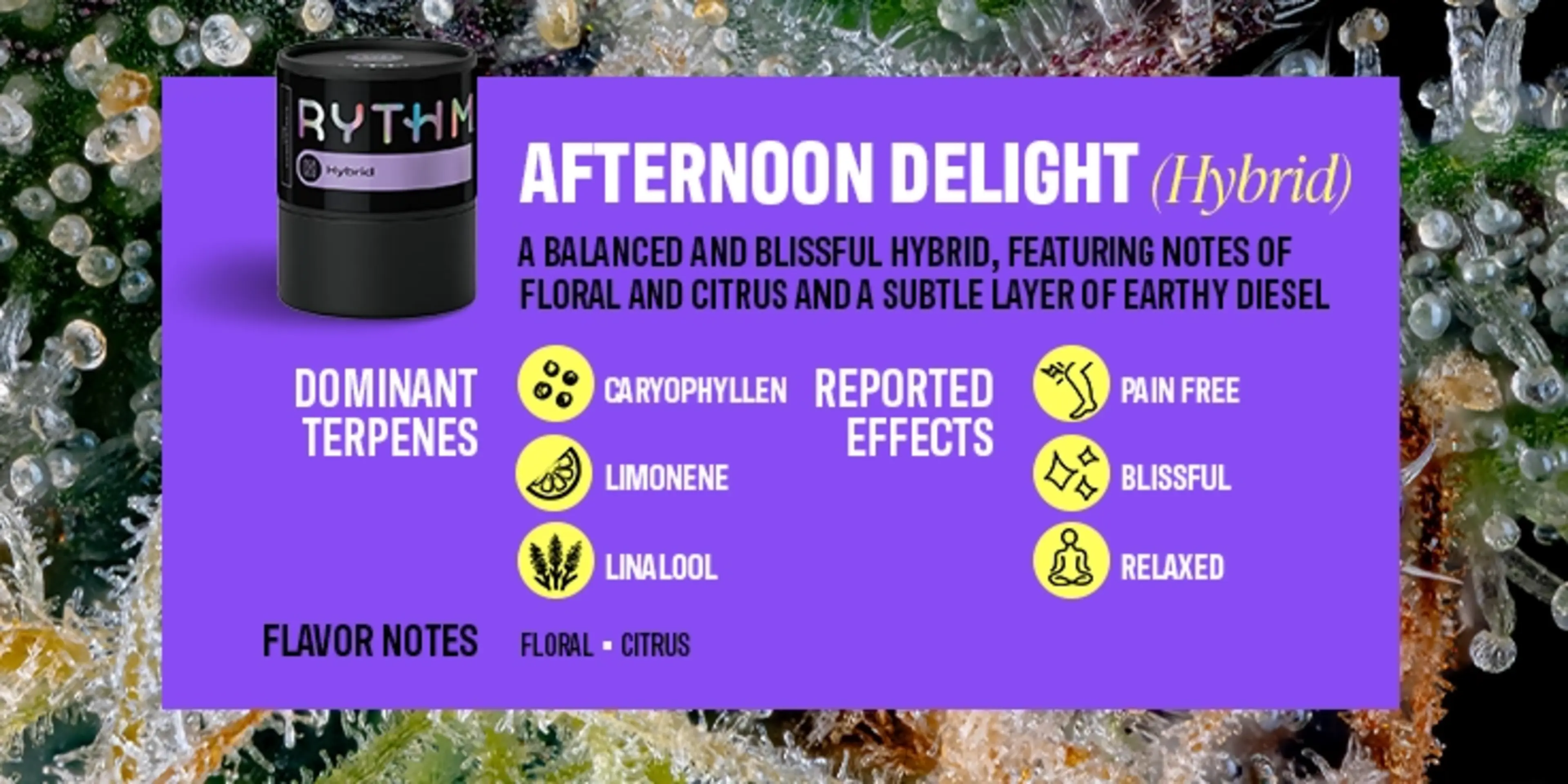 Top Cannabis Strains of 2025 & What to Watch in 2026 | RISE Dispensaries Top Cannabis Strains of 2025 & What to Watch in 2026 | RISE Dispensaries