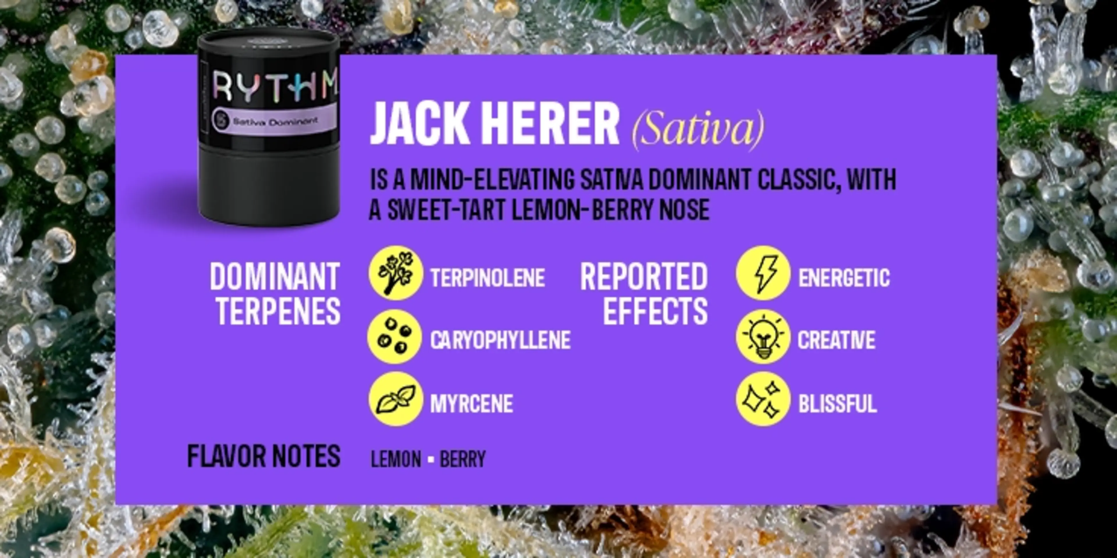 2025 Top Cannabis Products BIL-Jack Herer-06 C-45-VariantB-Desktop V001
