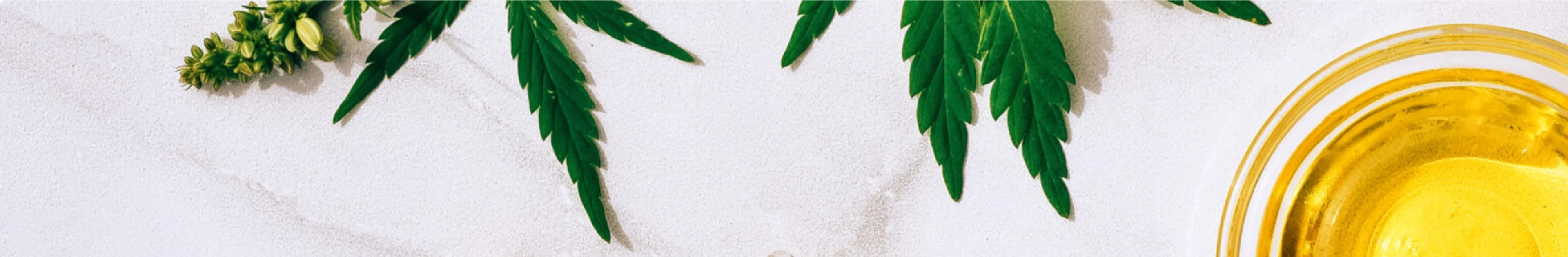 where-is-canabis-legal-banner