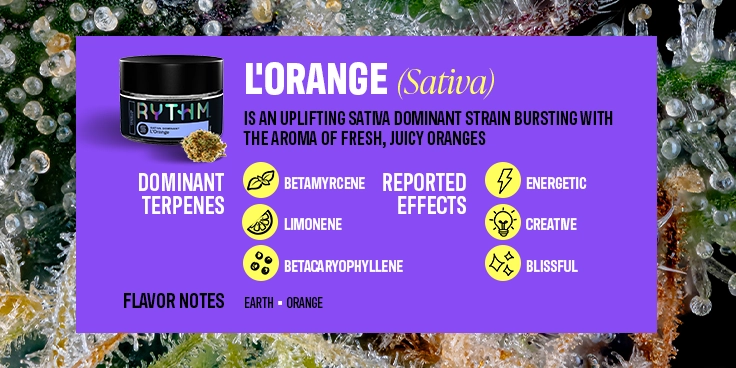 how much is elf bar vape Top Cannabis Strains of 2025 & What to Watch in 2026