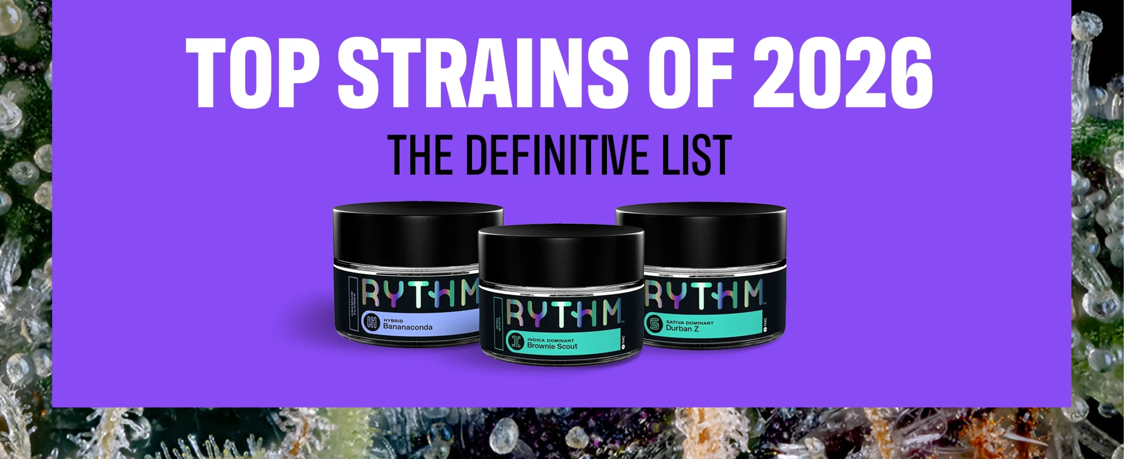 Top Cannabis Strains of 2025 & What to Watch in 2026 | RISE Dispensaries Top Cannabis Strains of 2025 & What to Watch in 2026 | RISE Dispensaries