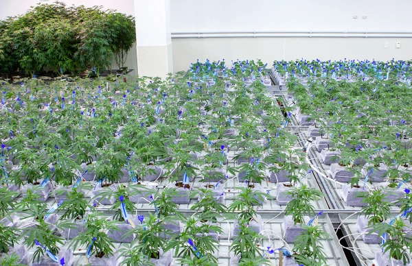 strongest-indica-strain