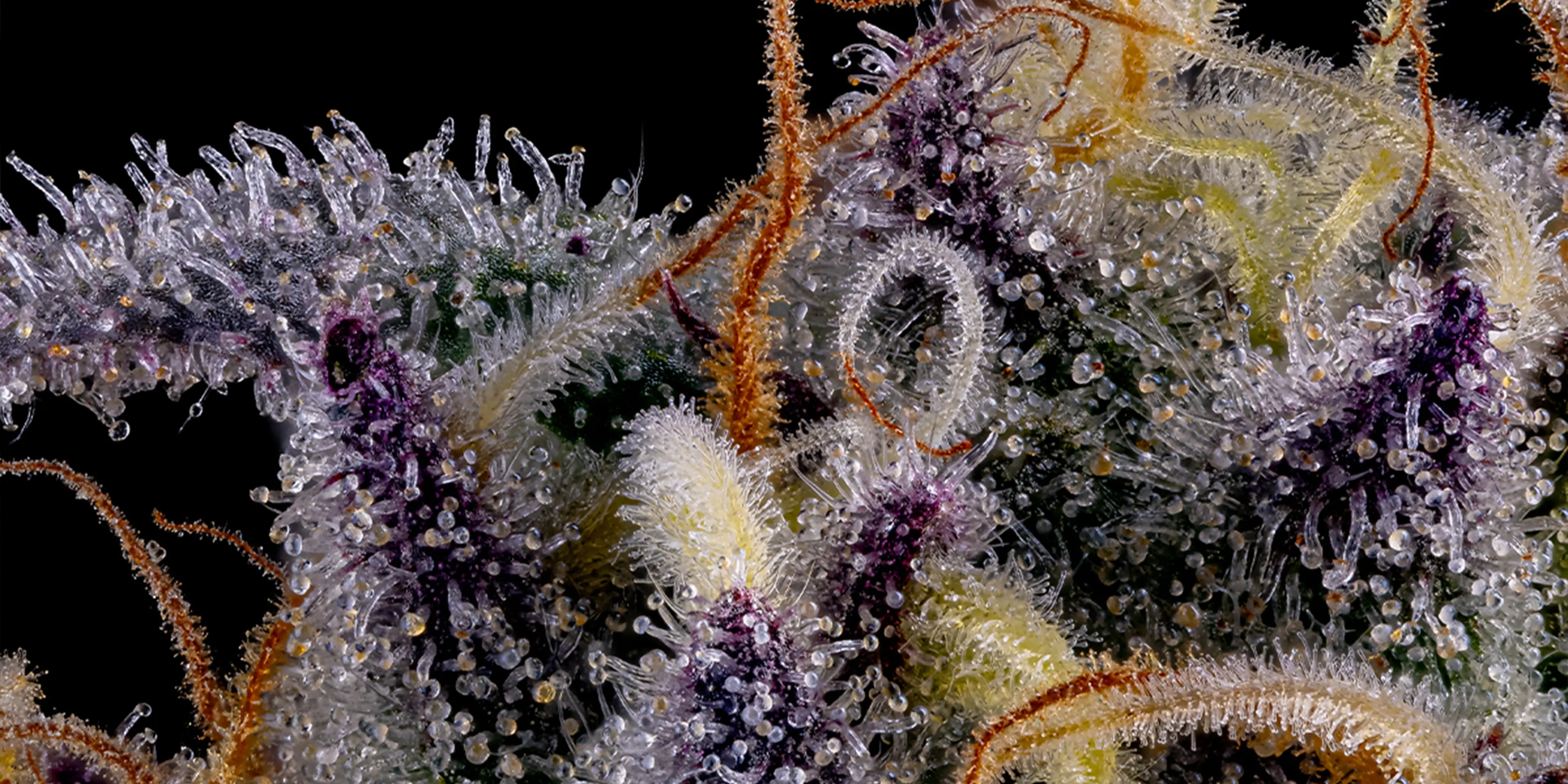 generic flower NEW HPH