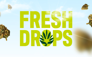 3706105-HW-Fresh-Drops-PBA-350x216