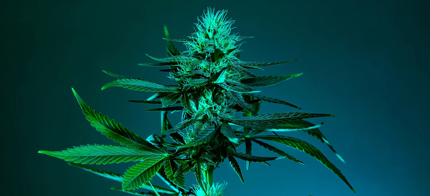 THC vs THCa: What is Tetrahydrocannabinolic Acid?