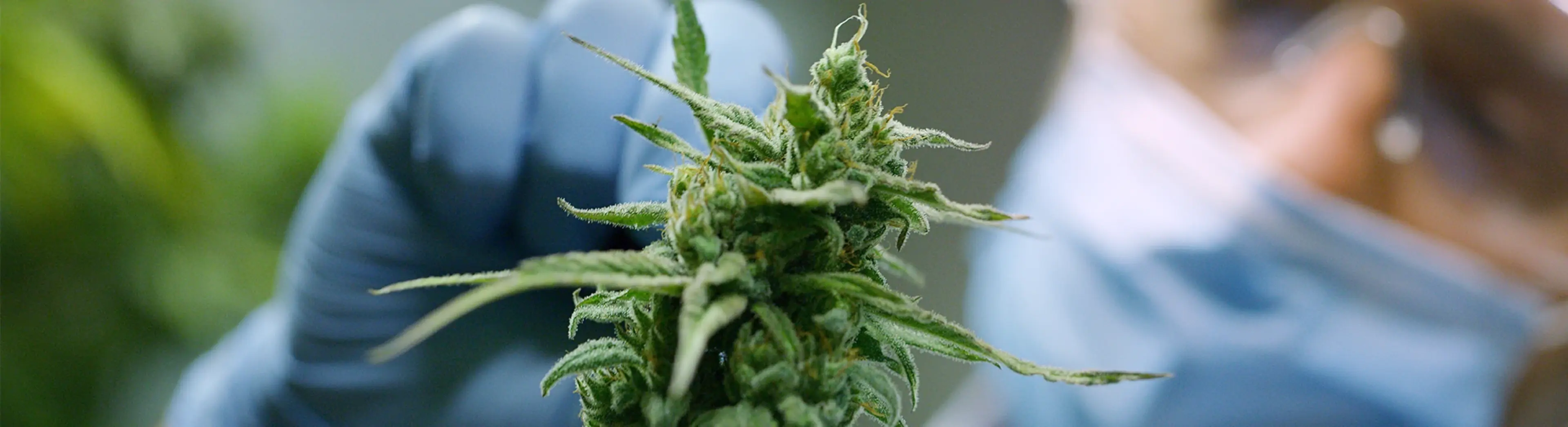 High quality cannabis flower