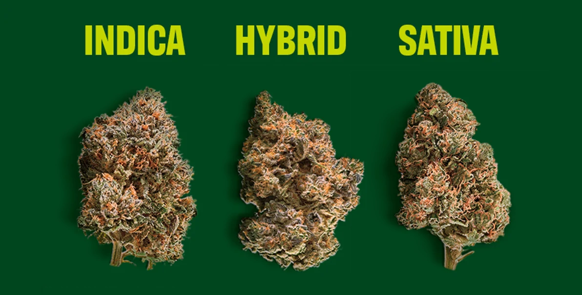 Is Og Kush A Sativa Or Indica Indica vs. Sativa vs. Hybrid Chart & Effects | RISE Dispensaries