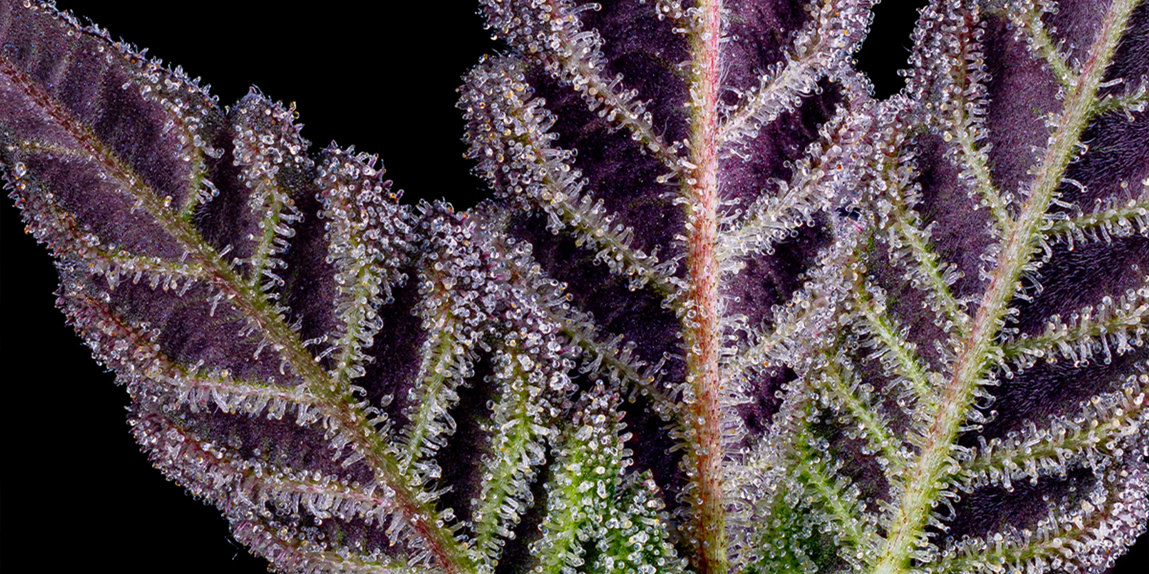 HPH-Generic-FlashSale-002 (2)