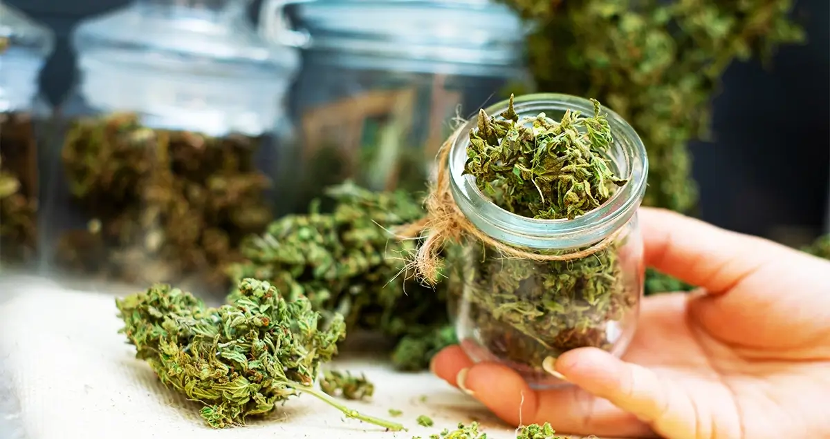 Sativa vs. Indica vs. Hybrid: Tailoring Your Experience