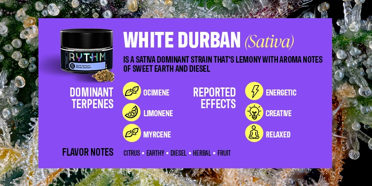 2025 Top Cannabis Products BIL-White Durban-08 C-45-VariantB-Desktop V001