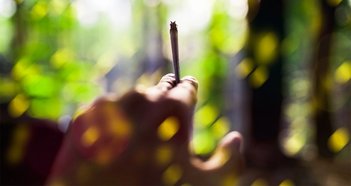 Sativa vs. Indica: Does It Really Matter? 