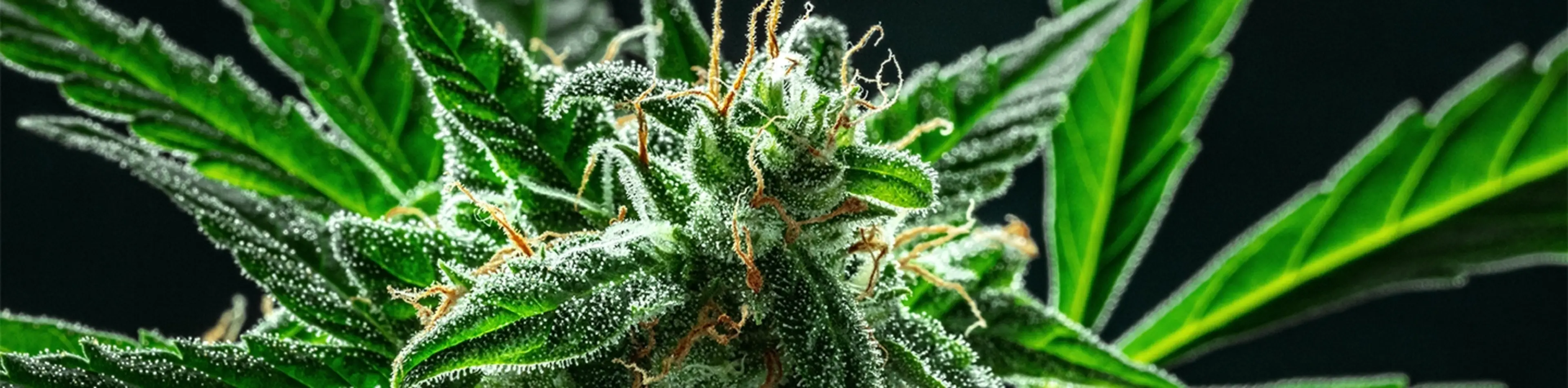 What Are The Different Types of THC and Their Potential Health Benefits?