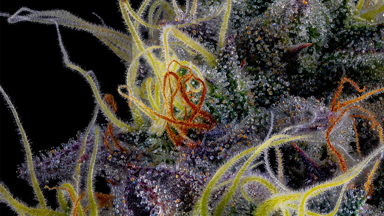 What are Cannabinoids (update) BILL-04 C-45-VariantA V001 copy